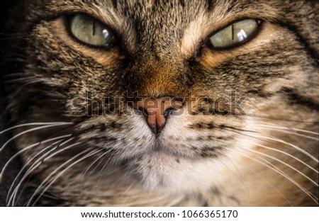 Photo Muzzle of a cat with a nose close-up