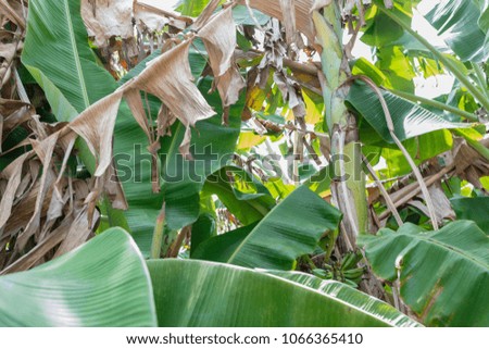 tropical banana leaf texture green background