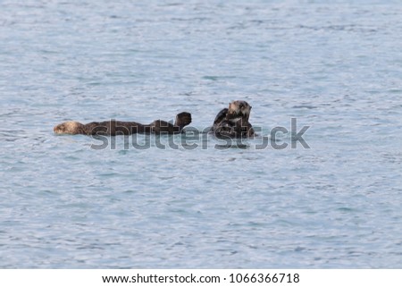 Floating sea otter (asian kalan, Enhydra lutris lutris) Alaska
