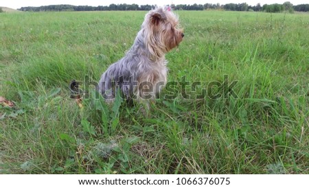 Yorkshire Terrier pet Dog sitting on the grass 