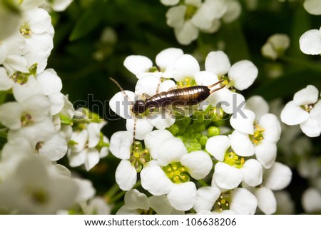 Earwigs from the insect order Dermaptera feeding on a flowerbed