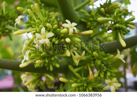 Close up of Papaya flower