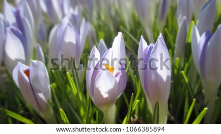 Close up of pretty light purple crocuses blooming in clusters in the garden in early spring
