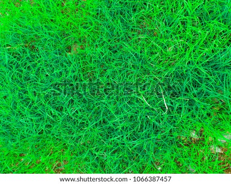 background grass ground