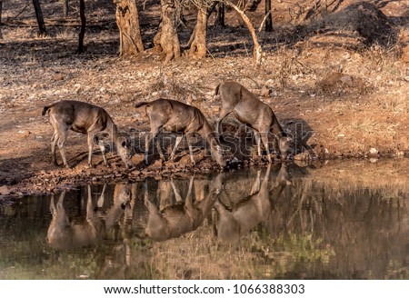A Herd of Sambar Deer Rusa Unicolor and Their Reflection Drinking from a Pond of Water in Rajasthan India
