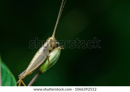macro shot of katydid in nature