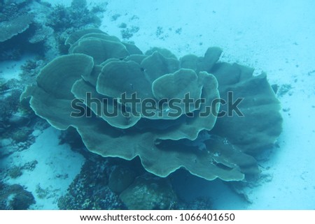 Coral Reef in Palau