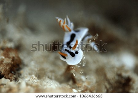 close up photography of a white, black and orange nudibranch sitting on a red coral reef, in clear water with natural sunlight on a sunny day in Asia