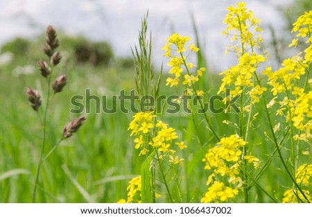 blooming bright yellow canola in the field