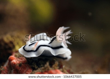 close up photography of a white, black and pink nudibranch sitting on a red coral reef, in clear water with natural sunlight on a sunny day in Asia