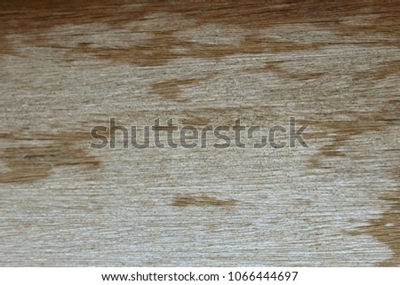Old wood background with white fungus.