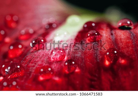 Water drops close up macro shot on red flower petal, dark background.