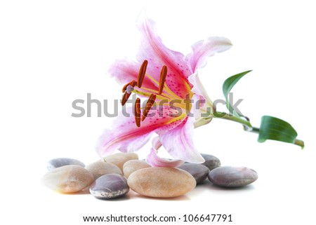 Pink lily and pebble stone over white background