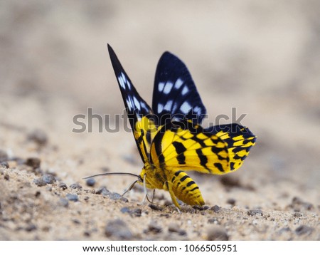 Yellow and black butterflies on the floor.
