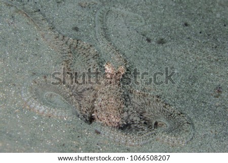 Lilliput longarm octopus (Macrotritopus defilippi). Picture was taken in the Banda sea, Ambon, West Papua, Indonesia