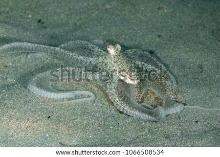 Lilliput longarm octopus (Macrotritopus defilippi). Picture was taken in the Banda sea, Ambon, West Papua, Indonesia
