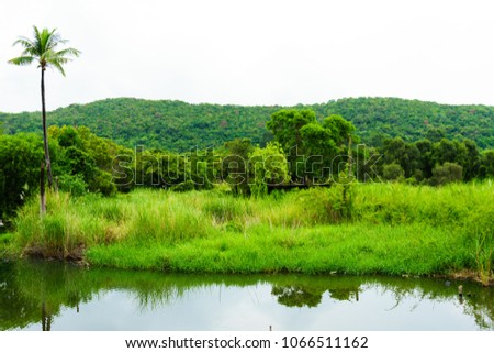 The tree garden full green color and river and sky white color