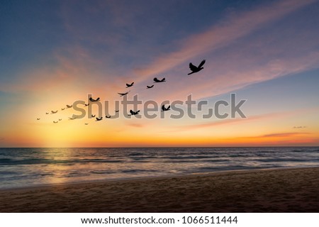 Silhouette flock of birds in v shaped flying over the sea at sunset.Birds flying in autumn equinox day.
The freedom of birds,freedom concept. Royalty-Free Stock Photo #1066511444