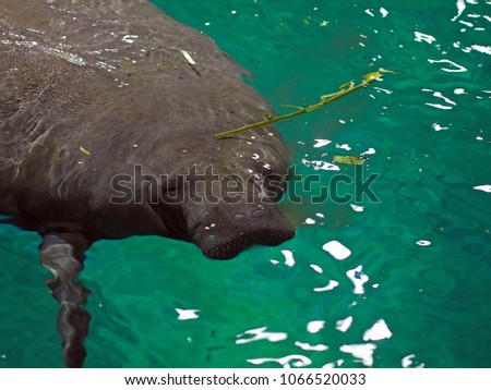Amazonian manatee (Trichechus inunguis) or Sea Cow : a herbivorous marine mammal, a species of manatee that live in the Amazon river. It is the smallest species of manatee.