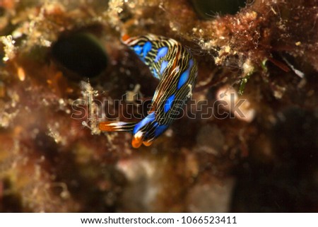 Thuridilla gracilis is a species of sea slug. Picture was taken in the Banda sea, Ambon, West Papua, Indonesia
