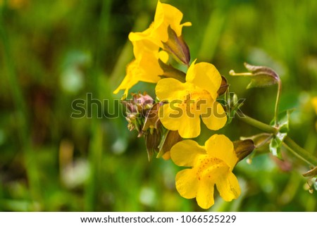 Close up of Seep monkey flower (Mimulus guttatus) blooming on the meadows of south San Francisco bay area, Santa Clara county, California