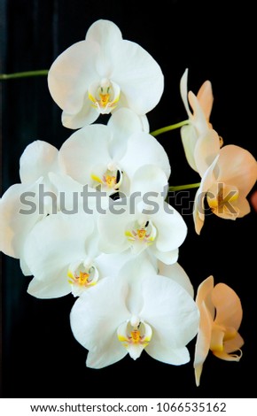 Orchid flowers white and yellow
