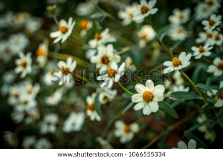 Image  of white daisy flowers