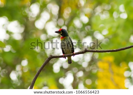 The coppersmith barbet, crimson-breasted barbet or coppersmith, is a bird with crimson forehead and throat which is best known for its metronomic call that has been likened to a coppersmith striking m