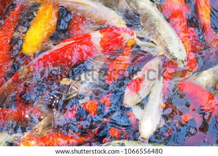 Colorful fancy carp, Koi fish swimming around in the pond. Lucky fish.