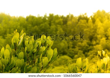 Green shrubs with a lot of top branches with background green trees landscape and white sky.