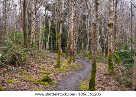 A biking trail in a forest.