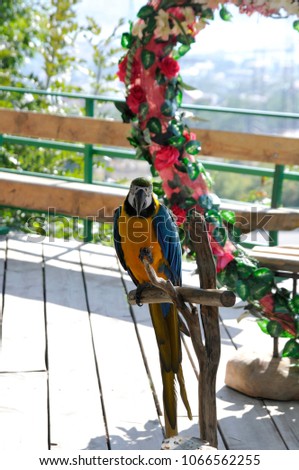 Parrot Ara sitting on a perch in a photozone near a flower arch in the form of a heart on a sunny day
