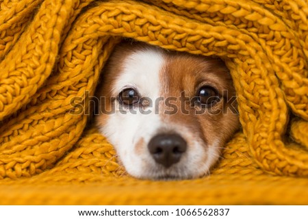 portrait of a cute young small dog looking at the camera with a yellow scarf covering him. White background. cold concept Royalty-Free Stock Photo #1066562837