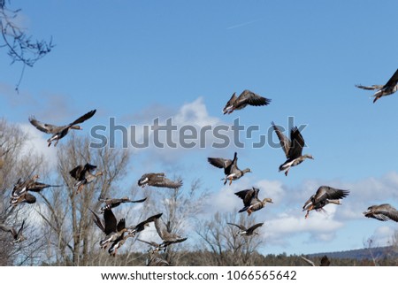 Greater white-fronted geese taking off at Stevenson Park. Oregon, Olene, Winter
