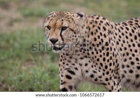 Cheetah in Masai Mara National Park Kenya