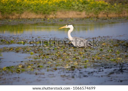 Gray Heron (Ardea cinerea) in water Marsh
