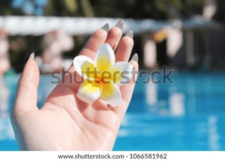 photo of a frangipani flower (plumeria) in hand in the sun 2