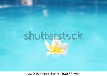 photo of a frangipani flower (plumeria)floats in the water in the sun 6