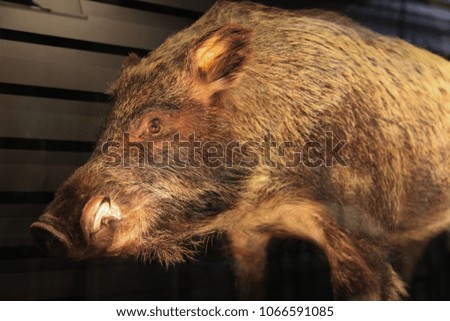 Big boar with brown fur is a good breeder. Rare animals can be found in the jungle. A picture of a pig in a close up. A vertebrate mammal. Wild boar is a herbivore.