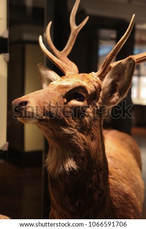 close up Deer with beautiful hair and brown hair. Deer is a rare mammal and lives in the jungle. Study of the physiology of animals. This animal has a large body and is suitable for breeding.
