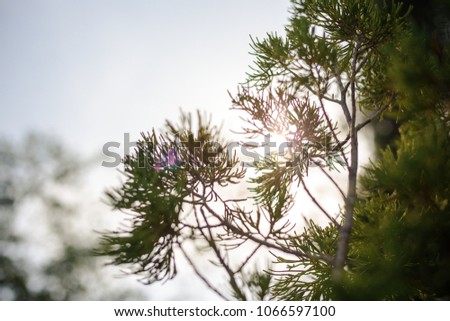 flare from sun shine through pine leaves in morning