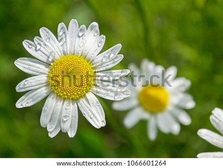 Beautiful flower of chamomile with water drops against blurred green field. Closeup. Selective focus 