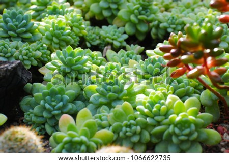 Succulents green many background