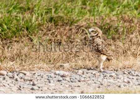 owl (athene cunicularia) is walking through the countryside