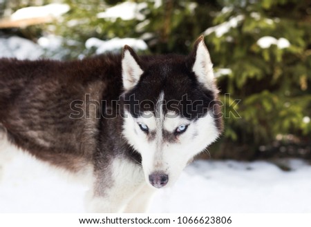 Blue eyed siberian husky in winter
