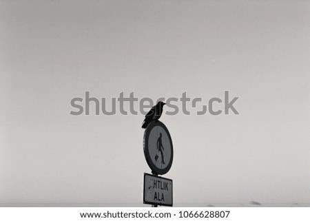 Crow sitting on a traffic sign