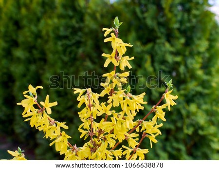Efflorescent forsythia in spring  Royalty-Free Stock Photo #1066638878