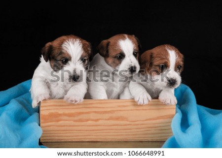 three puppies Jack Russell Terrier sitting in a wooden box on a black background with a blue cloth