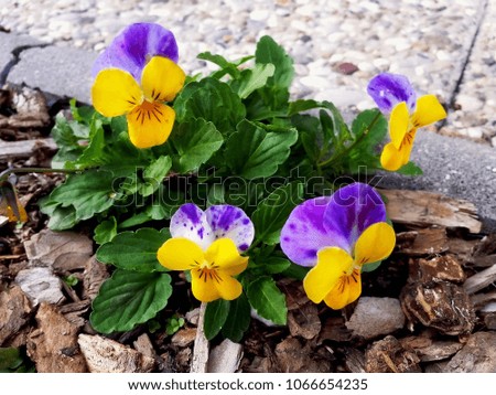 Pansy Flowers Heartsease Viola tricolor in the garden