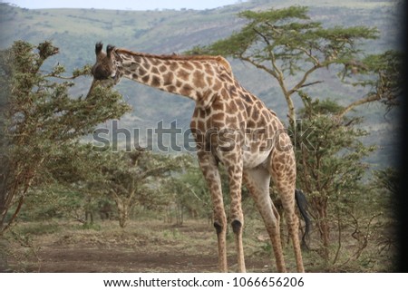 Group of savannah giraffes eating acacia trees in the surroundings of Serengueti National Park, Tanzania, in the afternoon
